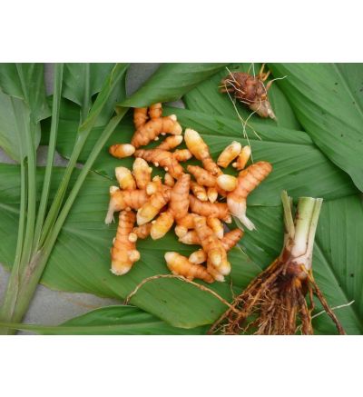 Turmeric with Pepper ( Curcuma longa with 1% Piper nigrum) 100 Vegetarian Capsules x 430mg