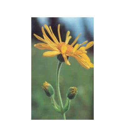 Arnica Flower, tincture - 2oz (59.15ml)