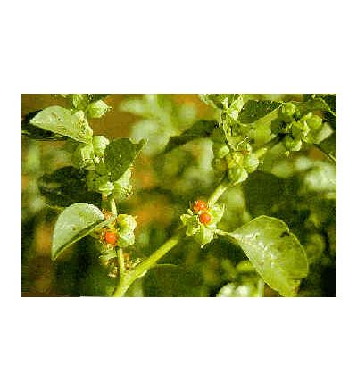 Ashwaganda Root, tincture - 2oz (59.15ml)