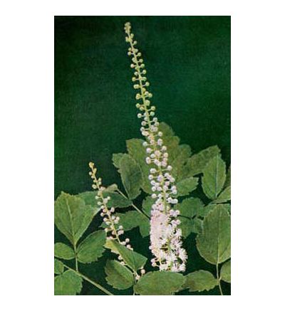 Black Cohosh Root, tincture - 2oz (59.15ml)