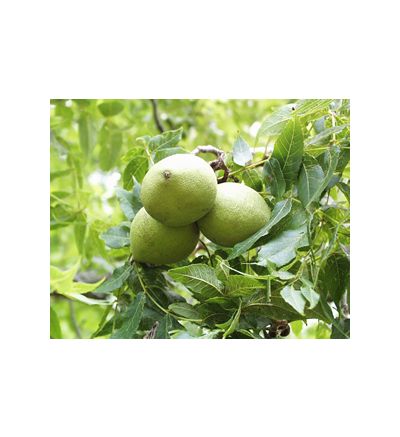 Black Walnut Hulls (Green Hull), tincture - 2oz (59.15ml)