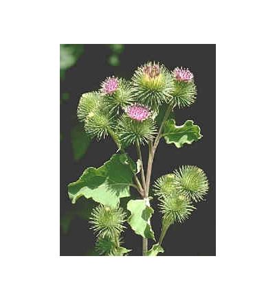 Burdock Root, tincture - 2oz (59.15ml)
