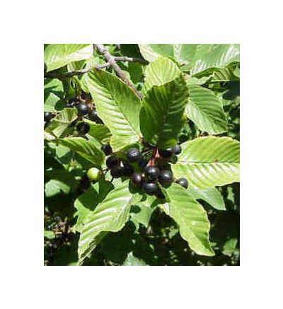 Cascara Sagrada Bark, tincture - 2oz (59.15ml)