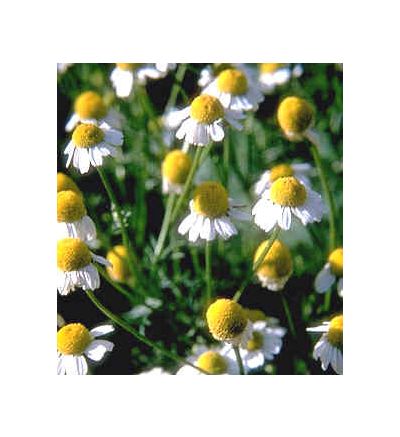 Chamomile Flower, tincture - 2 oz. (59.15 ml.)