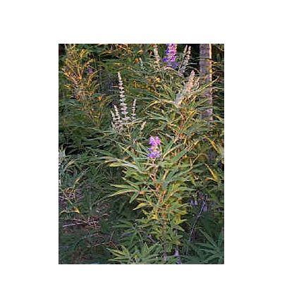 Chaste Tree Berry, tincture - 2oz (59.15ml)