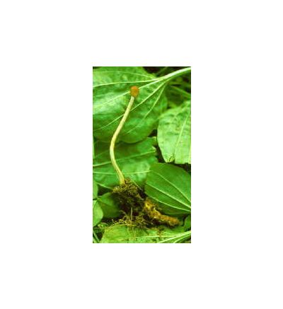 Cordyceps Mushroom, tincture - 4oz (118.3ml)