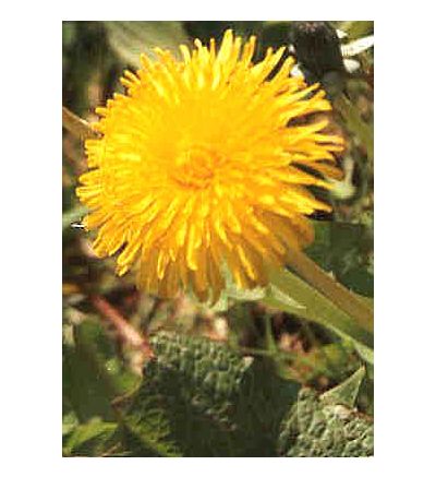 Dandelion Root, tincture - 4oz (118.3ml)