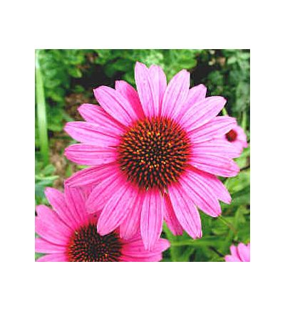 Echinacea, tincture - 2oz (59.15ml)