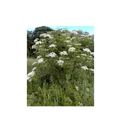 Elderberry, tincture - 2oz (59.15ml)