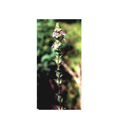 Eyebright Leaf, tincture - 2oz (59.15ml)