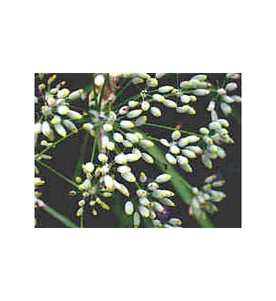 Fennel Seed, tincture - 4oz (118.3ml)