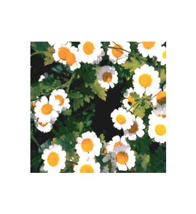 Feverfew Leaf, tincture - 2oz (59.15ml)