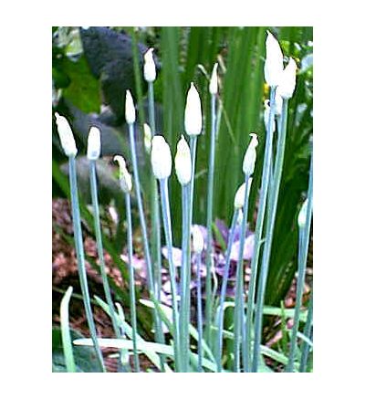 Garlic Bulb, tincture - 4 oz. (118.3 ml.)