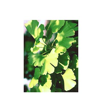 Ginkgo Leaf, tincture - 4 oz. (118.3 ml.)
