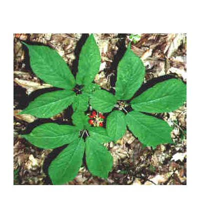 Ginseng, American, tincture - 2 oz. (59.15 ml.)