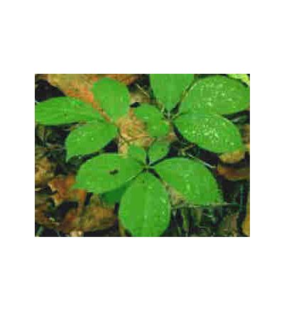Ginseng, Siberian, tincture - 2oz (59.15ml)