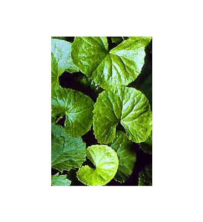 Gotu Kola Leaf, tincture - 4oz (118.3ml)