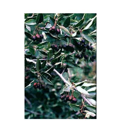 Hawthorne Berry, tincture - 2oz (59.15ml)