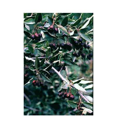 Hawthorne Berry, tincture - 4oz (118.3ml)