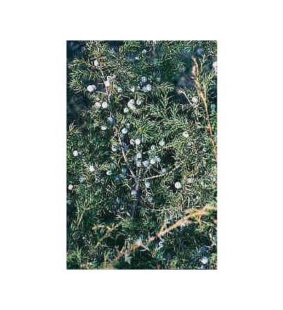 Juniper, tincture - 2oz (59.15ml)