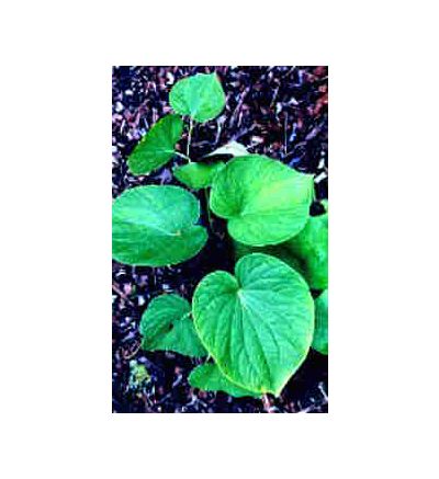 Kava Root, tincture - 2 oz. (59.15 ml.)