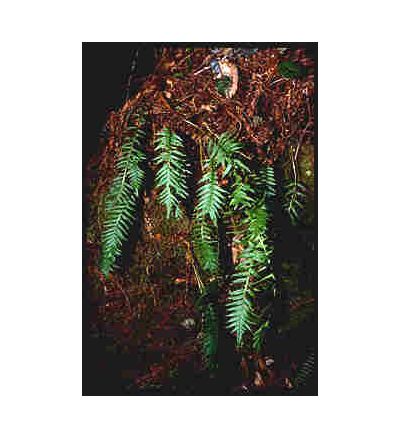 Licorice, tincture - 2oz (59.15ml)