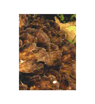 Maitake Mushroom, tincture - 4oz (118.3ml)