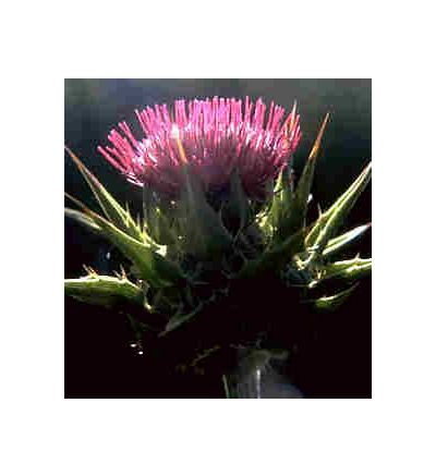 Milk Thistle, tincture - 2oz (59.15ml)