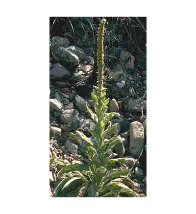 Mullein Leaf, tincture - 4oz (118.3ml)