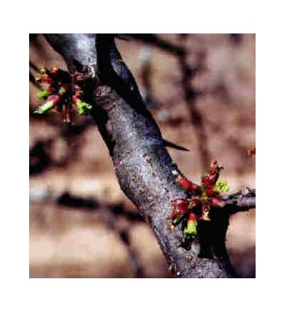 Myrrh Gum, tincture - 4oz (118.3ml)
