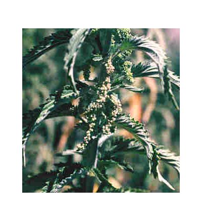 Nettles Leaf, tincture - 2oz (59.15ml)