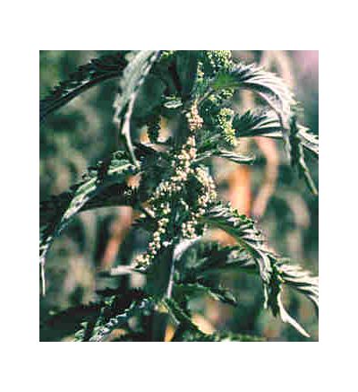 Nettles Leaf, tincture - 4oz (118.3ml)