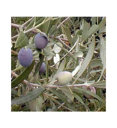 Olive Leaf, tincture - 4oz (118.3ml)