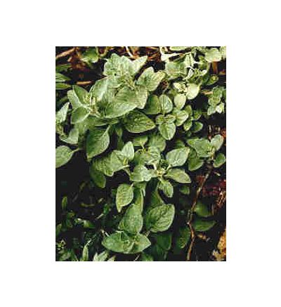 Oregano Tincture - 2 oz. (59.15 ml.)