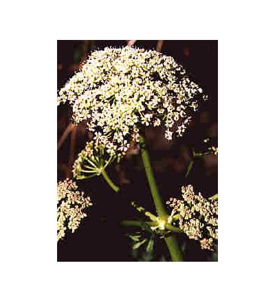 Osha Root, tincture - 2oz (59.15ml)