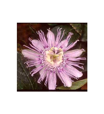 Passion Flower, tincture - 2oz (59.15ml)