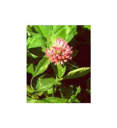 Red Clover Blossoms, tincture - 4oz (118.3ml)