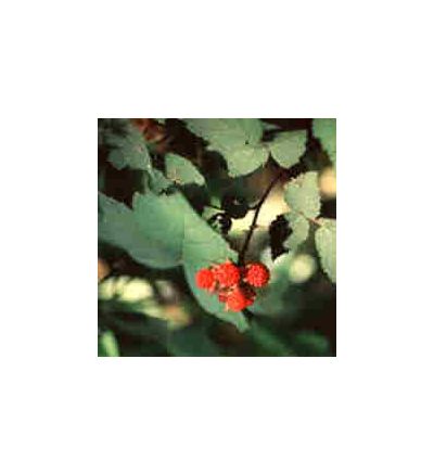 Red Raspberry, tincture - 2oz (59.15ml)