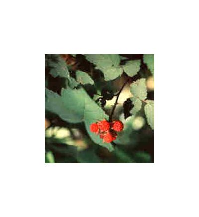 Red Raspberry, tincture - 4oz (118.3ml)