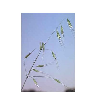 Wild Oat Seed, tincture - 2oz (59.15ml)