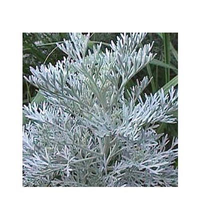 Wormwood Leaf, tincture - 2oz (59.15ml)