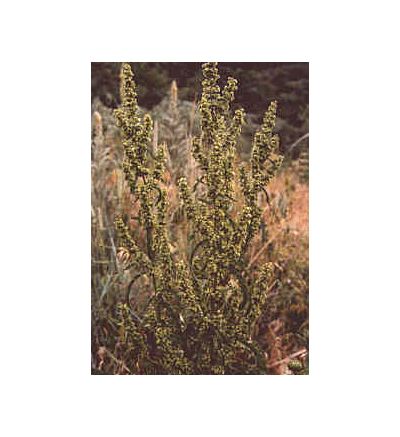 Yellow Dock, tincture - 2oz (59.15ml)