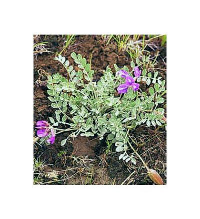 Astragalus Root, tincture - 4oz (118.3ml)