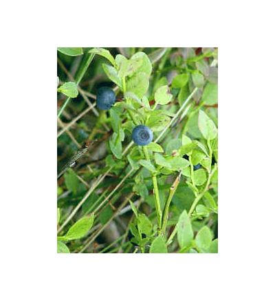 Bilberry, tincture - 4oz (118.3ml)