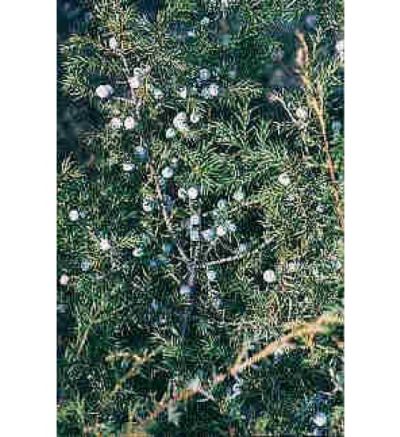 Juniper Berry (Himalayan) - 30ml