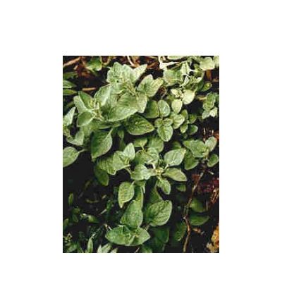 Oregano - 30ml