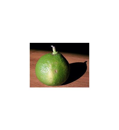 Bergamot (Citrus bergamia) - 30ml