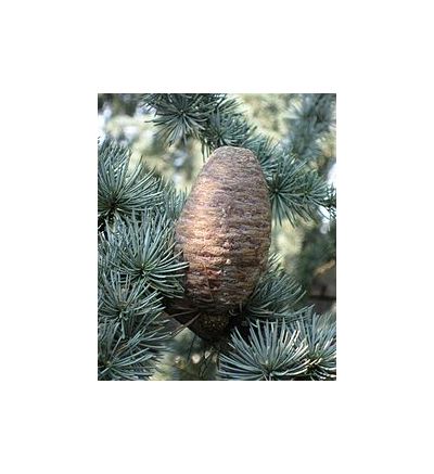 Cedarwood Atlas (Moroccan) - 30ml
