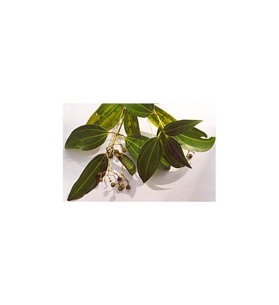 Cinnamon (Bark) - 30ml