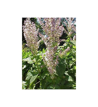 Clary Sage (Salvia sclarea) - 30ml